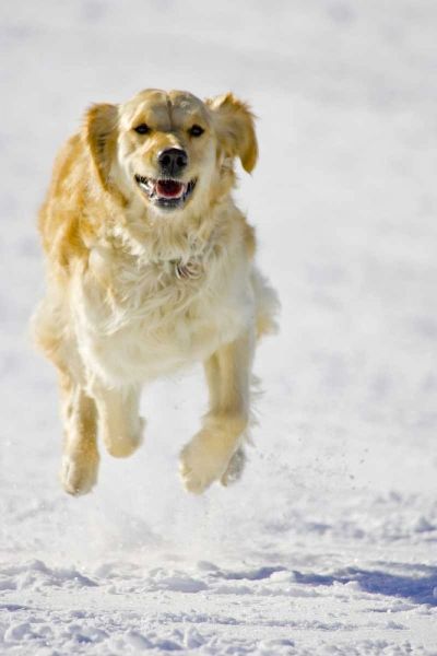 Colorado Golden retriever running in snow